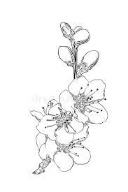 Maybe you would like to learn more about one of these? Croquis Tire Par La Main De La Fleur Japonaise De Sakura D Isolement Sur Le Fond Blanc Dessin Detaille Gravure A L Eau Forte De V Illustration De Vecteur Illustration Du Detail Japan 130535845