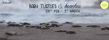 Velas Turtle Festival 28th Feb 1st March With Mapping Journey Turtle Beach Baby Turtles Turtle