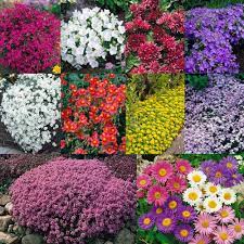We did not find results for: Buy Ground Cover Perennial Plant Collection J Parkers