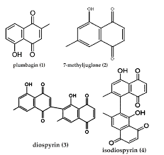 Image result for Diospyros sp. no. 1 sensu FZ