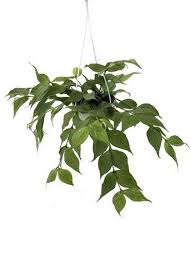 Image result for Ochna polyneura