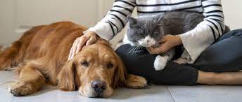 How To Deal With The Death Of A Pet | Patient