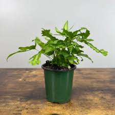 Image result for Pteris