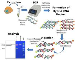 50% employees recommend this employer to friends. Surveyor Nuclease Assay Wikipedia