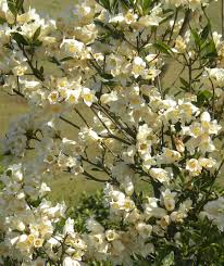 Image result for Rothmannia globosa