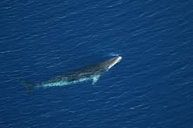 There are two species of minke whales: Fishy Numbers Minke Whales Hide In Ice Fooling Scientists Live Science