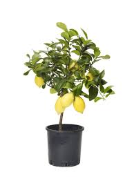 Pin Pa Garden