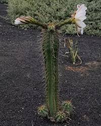 They came from cactus kate's mother plant at her watsonville, california nursery. Are The Trichocereus Species Of Cacti Psychoactive Quora