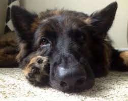German shepherd rescue & adoptions. Southeast German Shepherd Rescue
