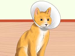 Check spelling or type a new query. 3 Ways To Tell If A Cat Is In Pain Wikihow