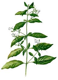 Image result for Rhinacanthus