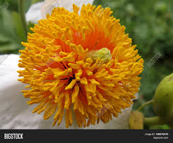 Decorations tissue paper pom poms flowers and lanterns triangular garland. White Pom Pom Pom Pom Image Photo Free Trial Bigstock