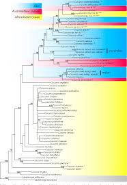Image result for Cucumis aculeatus