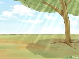 Dec 15, 2020 · make the pond itself a feature rather than adding a few pink flamingoes! How To Grow Elephant Ear Plants With Pictures Wikihow