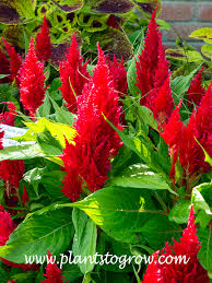 Image result for Celosia elegantissima