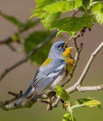 Birds With Yellow Feathers On Head 2015 Community Photos Part1 Cornell Lab Of Ornithology Ornithology Bird Photo