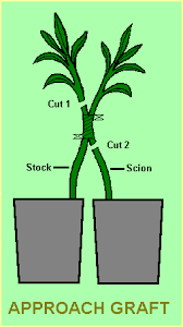 Résultat de recherche d'images pour "Inarching"