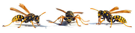 Destruction Nid De Guepes Et Frelons Dordogne Dkm Experts