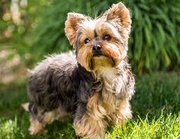 All our beautiful puppies are come from our professional private breeders. Full Blooded Yorkie Puppies For Sale Online