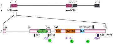 Structure and genome hsv is large enveloped icosahedral virus human is only natural host for hsv. Infected Cell Protein 0 Functional Domains And Their Coordination In Herpes Simplex Virus Replication