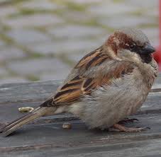 Free Image On Pixabay House Sparrow Sparrow Sperling Big Garden Birdwatch Big Garden House Sparrow