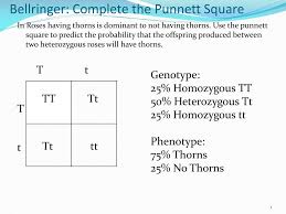 Punnett square the punnett square is a diagram designed by reginald punnett and used by biologists to determine the probability of an offspring having a. Ppt Bellringer Complete The Punnett Square Powerpoint Presentation Id 2492866