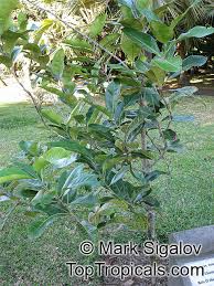 Image result for Diospyros sp. no. 1 sensu FZ