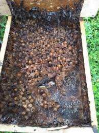 Alat untuk membuat sarang dan memanen madu kelulut diantaranya yaitu garpu lebah madu kelulut, gergaji kayu, pisau lebah, gunting, seng, palu, pengasap, dan masker untuk keamanan. Peternak Kelulut Sintang Madu Kelulut Pontianak Facebook