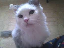 Tracy Devries Art for Sale