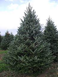 Maybe you would like to learn more about one of these? Fraser Fir Christmas Tree Wyckoff S Christmas Tree Farm