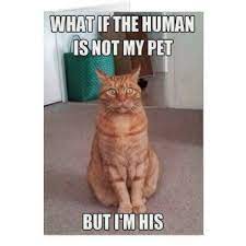 Human Is Not My Pet Card Zazzle Com Funny Cat Pictures Funny Animals Cute Funny Animals