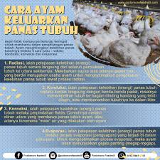 Pada keadaan normal, keringat akan keluar dari tubuh sebanyak sekitar 50 ml setiap jam. Cara Pembuangan Panas Tubuh Ayam Podomoro Poultry Equipment