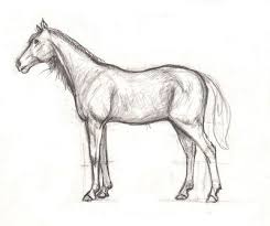 Drawing Lesson For Beginner Artists The Proportions Of A Horse Step 6 Drawing The Horse S Body Easy Horse Drawing Horse Drawings Horses