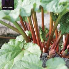 They are easy to grow and productive! Rhubarb Victoria Crowns For Sale Mail Order Blackmoor Nursery