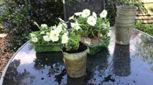 Planting White Petunias In Hanging Pots Youtube