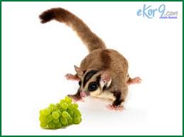 Maybe you would like to learn more about one of these? Makanan Sugar Glider Dari Buah Buahan Hingga Suplemen Ekor9 Com Ekor9 Com