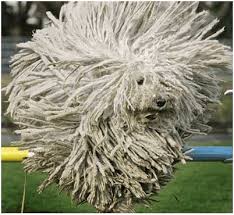 It Looks Like A Mop With A Face But Actually It S Hungarian Puli Sheep Dog Fee In This Pic He Is Jumping Over A Hurdle During A Komondor Dog Puli Dog