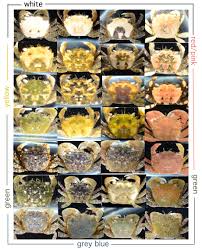 When you are purchasing soft shell crabs, keep the following in mind: Color Variation In Hemigrapsus Oregonensis Arthropoda Pancrustacea Malacostraca Brachyura Invertebrate Zoology At Fhl