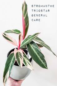 Image result for stromanthe