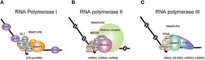 A rna polymerase (rnap), or ribonucleic acid polymerase, is a multi subunit enzyme that catalyzes the process of transcription where an rna polymer is synthesized from a dna template. Frontiers Rna Polymerase Ii Dependent Transcription Initiated By Selectivity Factor 1 A Central Mechanism Used By Mll Fusion Proteins In Leukemic Transformation Genetics