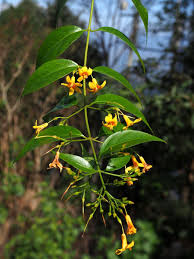 Image result for Gelsemiaceae