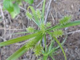 Image result for Cyperus cyperoides