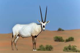 These Odd Cute And Quirky Animals Each Have Fascinating Adaptations That Allow Them To Live In Some Of The Most In Arabian Oryx Desert Animals National Animal