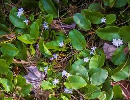 Image result for Aeollanthus repens