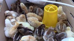 We did not find results for: Bielefelder Kennhuhn Kuken In Grosspold Siebenburgen Youtube