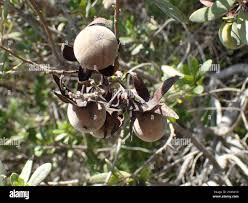 Image result for Diospyros dichrophylla