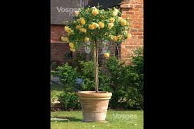 Arbres d'ornements, arbustes persistants, parfumés ou fruitiers, retrouvez un large choix d'arbres et arbustes adaptés à votre jardin, balcon ou terrasse ! Arbuste En Bac Pour Terrasse Galerie Photos Bacs Et Jardins Jardinage Des Arbustes En Pot Pour La Terrasse Bacs Pour Plantes Exterieur Arbuste En Pot Pour Terrasse Arbuste Fleuri Persistant En