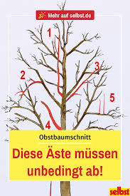 Ausgenommen sind obstbäume (außer walnuss und esskastanie). 100 Baumschnitt Ideen In 2021 Obstbaumschnitt Obstbaume Baum