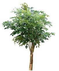 Image result for Gliricidia sepium