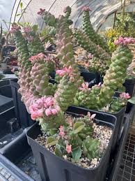 Image result for Monadenium